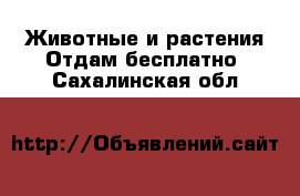 Животные и растения Отдам бесплатно. Сахалинская обл.